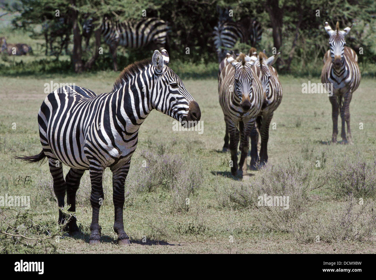 Wilde Zebras in Afrika. Stockfoto