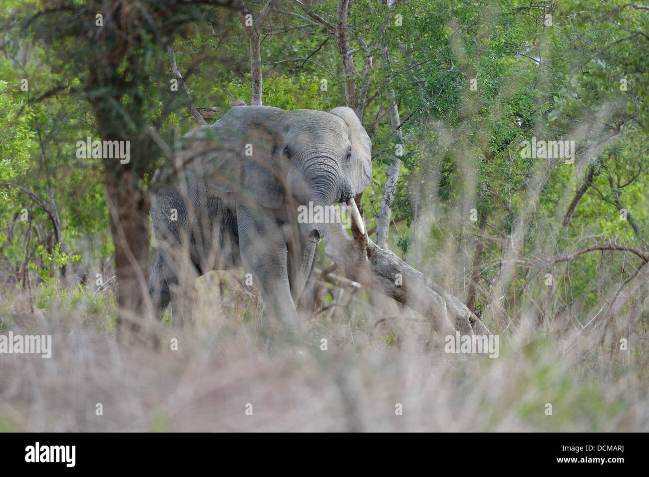 Westafrikanischen Elefanten - Savanne Elefanten - Bush Elefant (Loxodonta Africana) schnüffeln mit seinem Rüssel Pendjari NP Stockfoto
