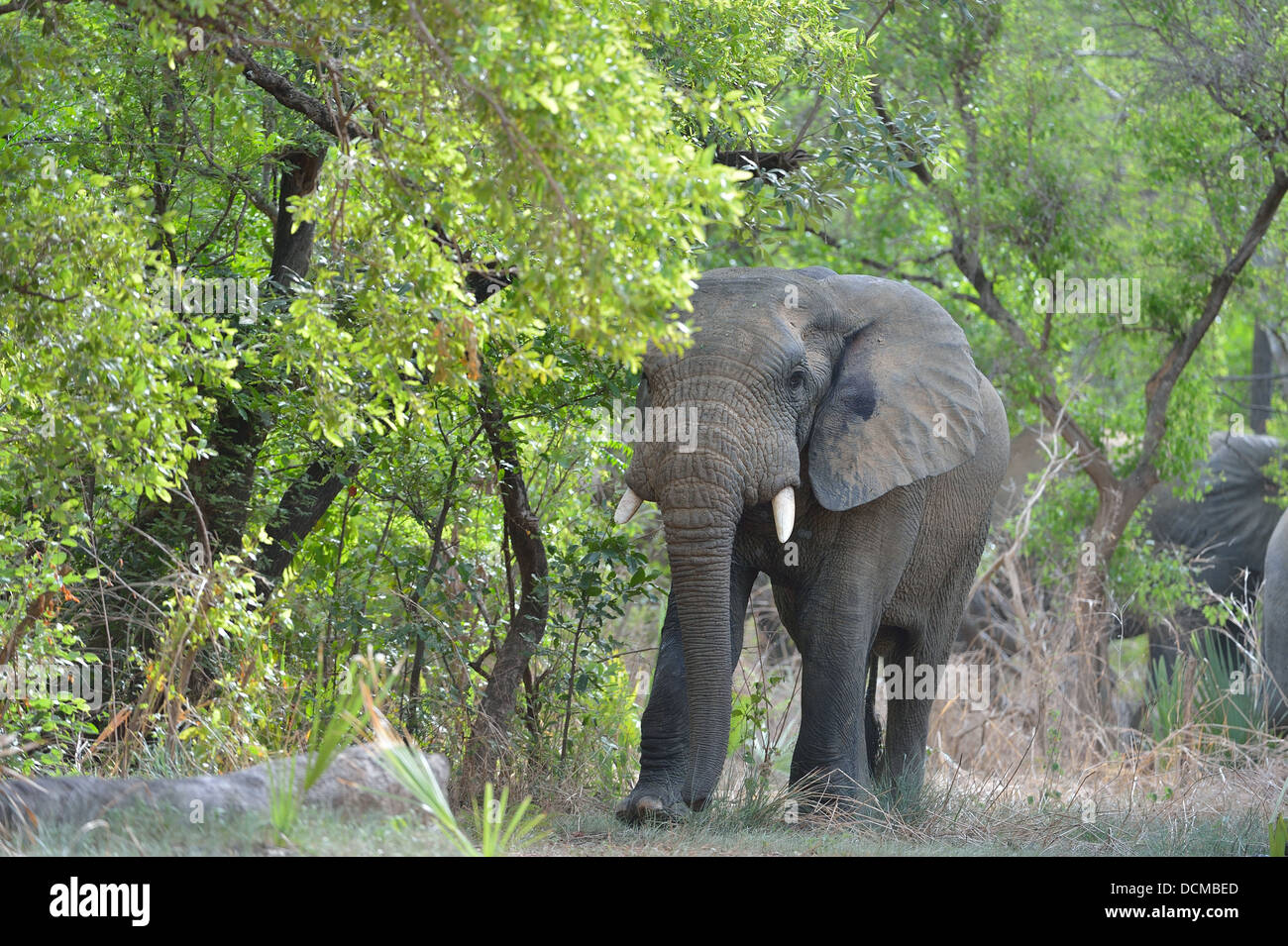 West African Bush Elefant - Savanne Elefanten - Bush Elefant (Loxodonta Africana) zu Fuß zwischen Bäumen Pendjari NP Stockfoto