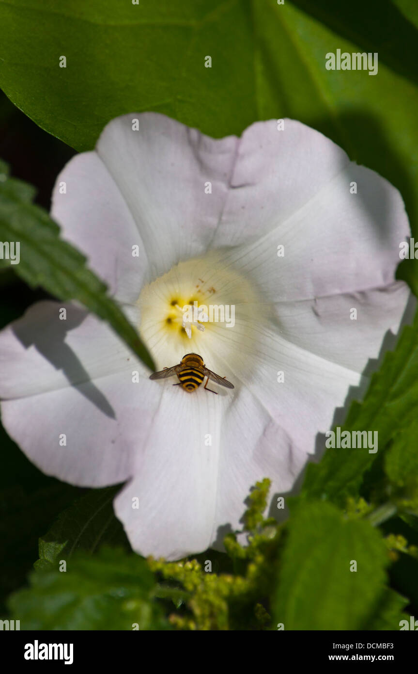 Hecke Ackerwinde Calystegia sepium Stockfoto