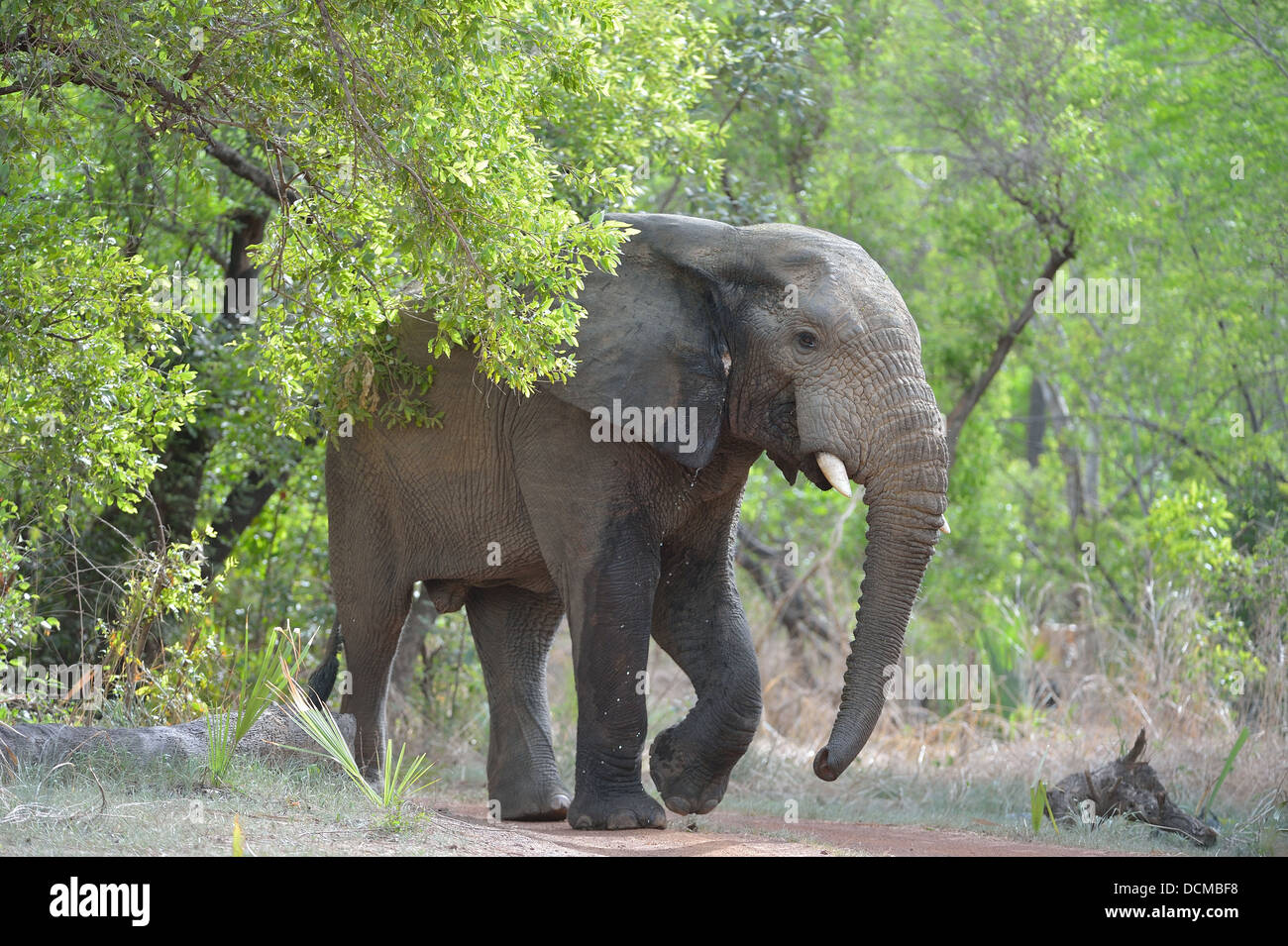 Westafrikanischen Elefanten - Savanne Elefanten - Bush Elefant (Loxodonta Africana) zu Fuß zwischen den Bäumen Pendjari Nationalpark Stockfoto