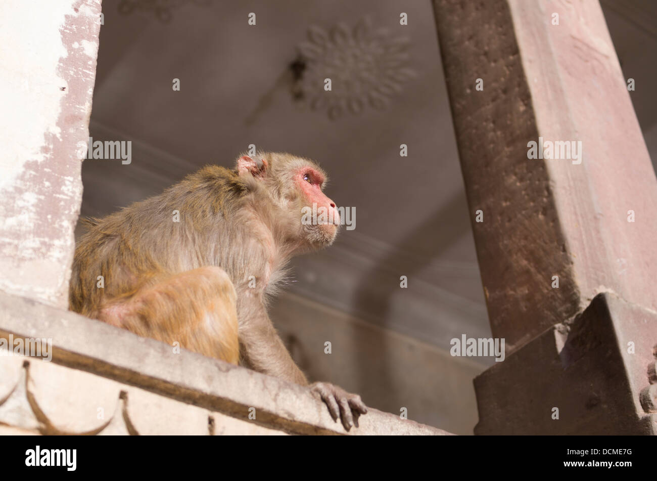 Makaken-Affen Galta Affe Palace / Tempel - Jaipur, Rajasthan, Indien Stockfoto