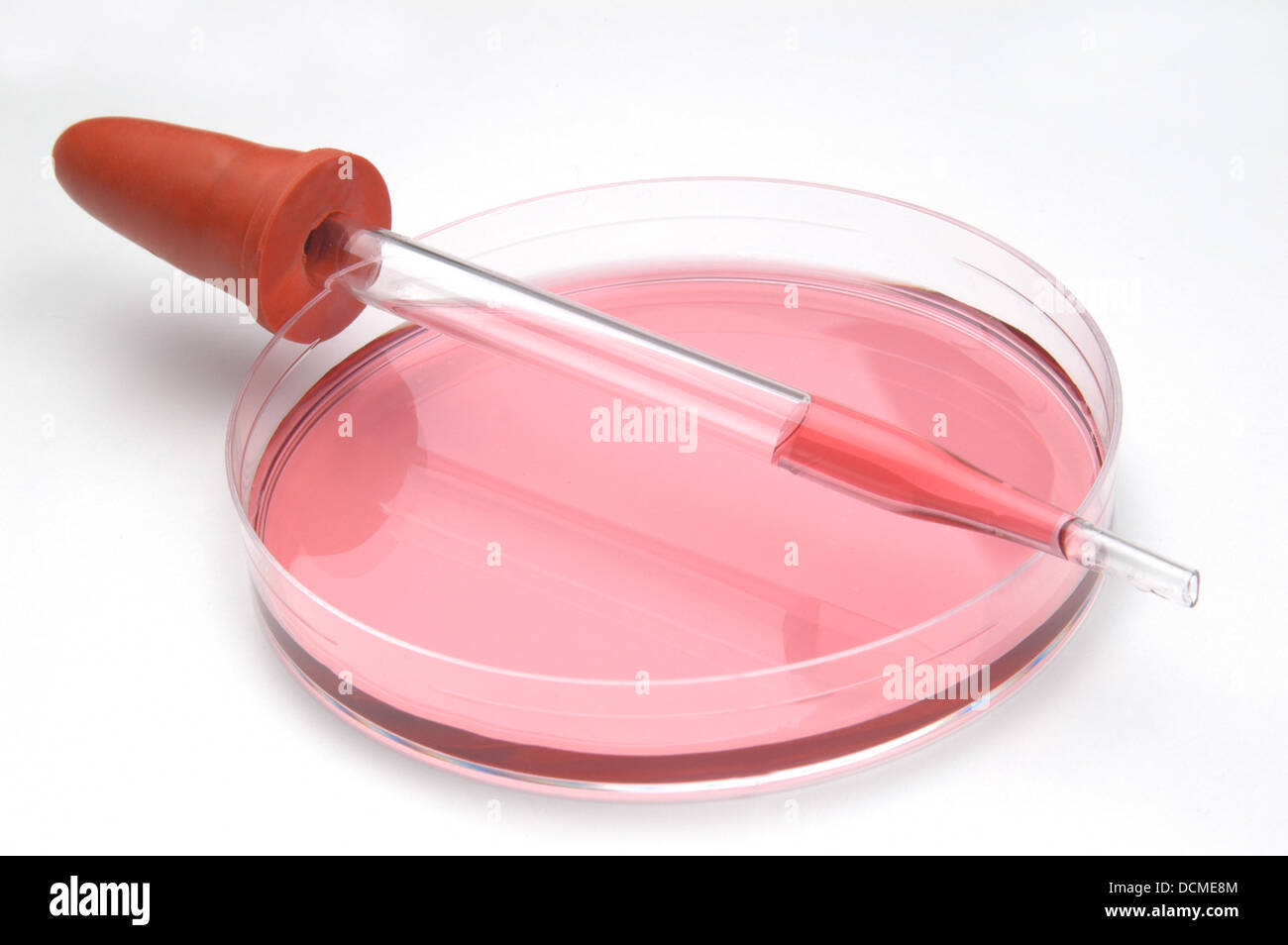 Pipette und Petrischale mit roter Flüssigkeit Stockfoto