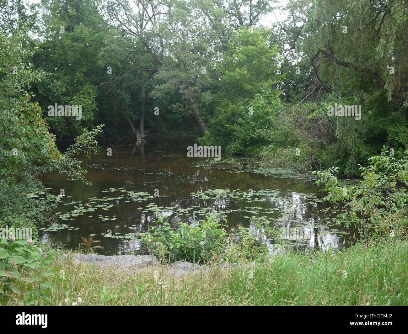 kleinen Teich Conservation park Stockfoto
