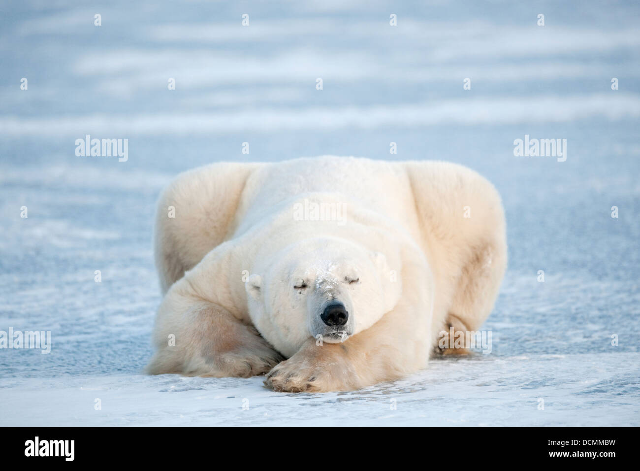 Eisbär (Ursus Maritimus) hinlegen und schlafen auf dem blauen Eis, Churchill, Manitoba, Kanada. Stockfoto