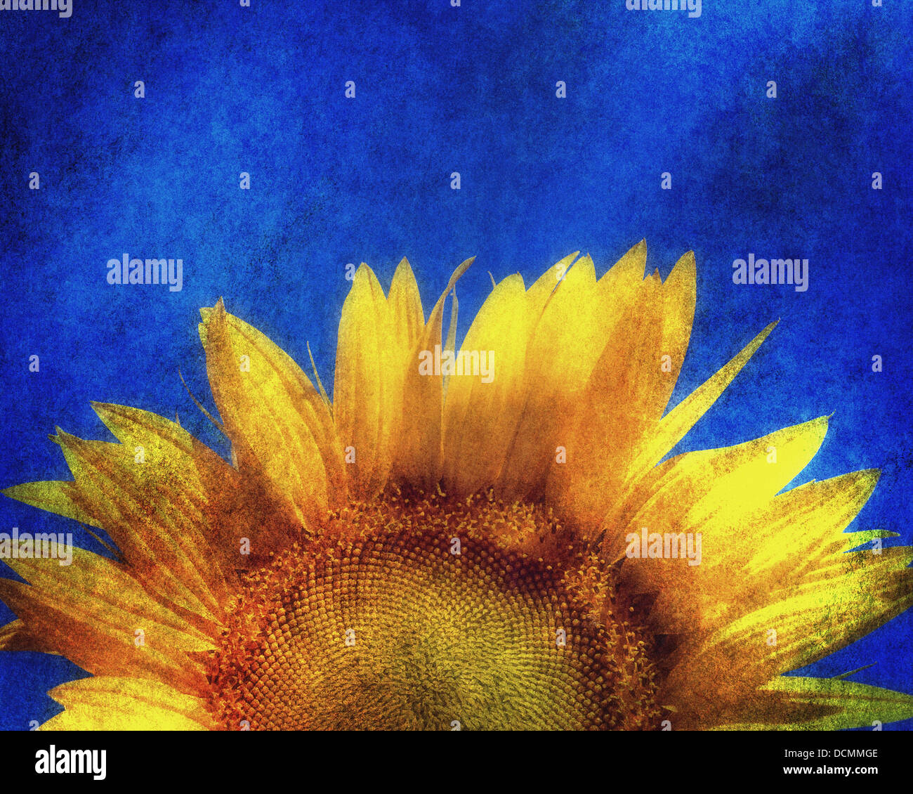 DIGITALE Kunst: Sonnenblume Stockfoto