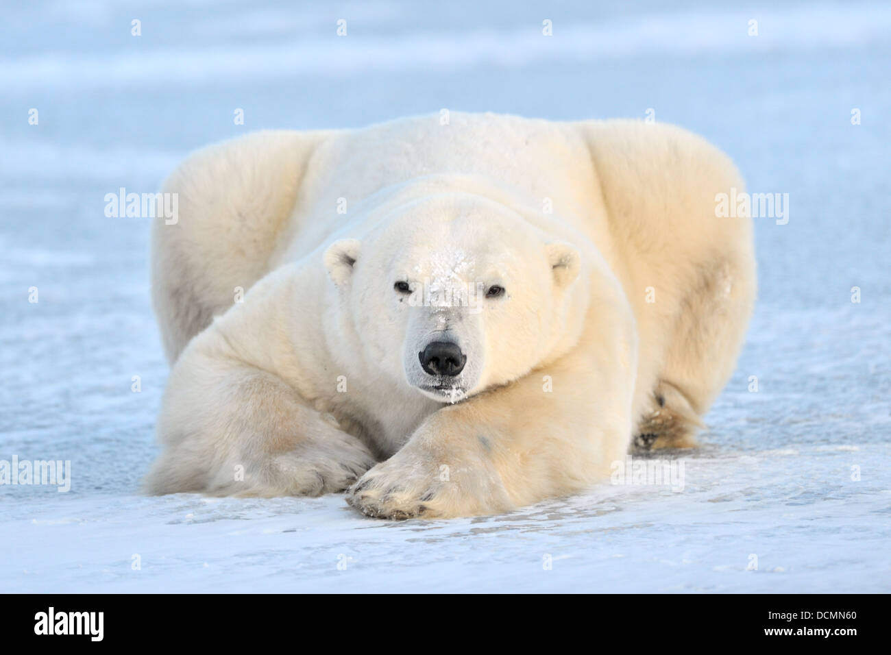 Eisbär (Ursus Maritimus) auf Eis liegen und Blick in die Kamera, Churchill, Manitoba, Kanada. Stockfoto
