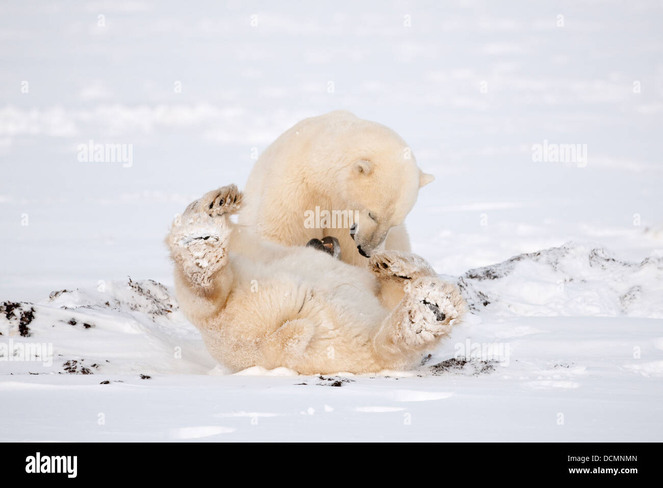 Zwei Eisbären (Ursus Maritimus) spielen, kämpfen, Churchill, Hudson Bay, Manitoba, Kanada. Stockfoto