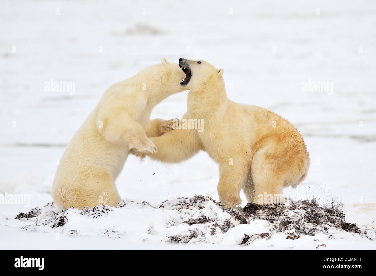 Zwei Eisbären (Ursus Maritimus) spielen, kämpfen, Churchill, Hudson Bay, Manitoba, Kanada. Stockfoto