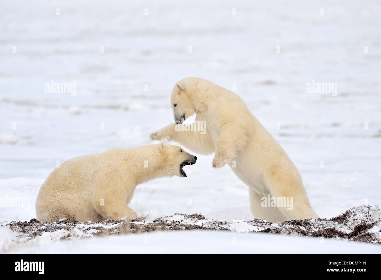 Zwei Eisbären (Ursus Maritimus) aufstehen und spielen kämpfen, Churchill, Hudson Bay, Manitoba, Kanada. Stockfoto