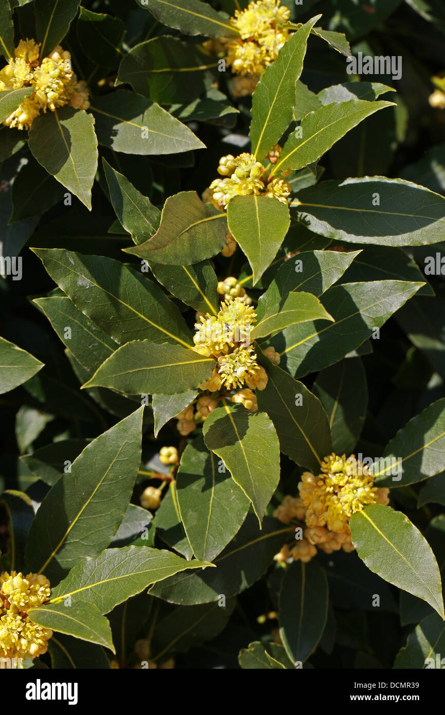 Lorbeerbaum in Blume, Laurus Nobilis, Lauraceae.  Aka. Sweet Bay, echter Lorbeer oder griechische Laurel Stockfoto