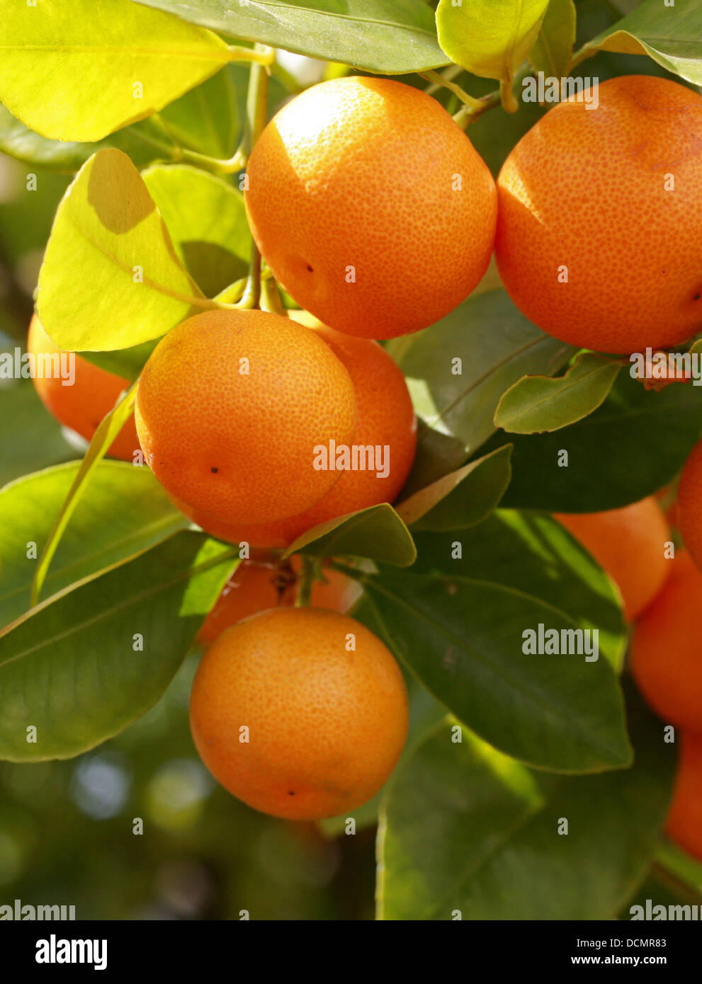 Haben Orange, Citrus Madurensis, Rutaceae. SüdChina. Sy