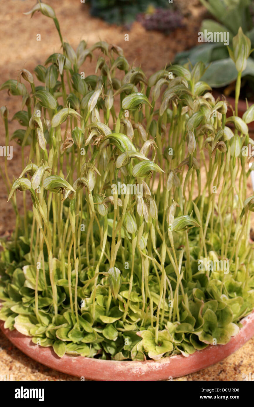 Stumpfe Pterostylis, braune Nase, Pterostylis Curta, Orchidaceae. Eine terrestrische Orchidee aus Australien. Stockfoto