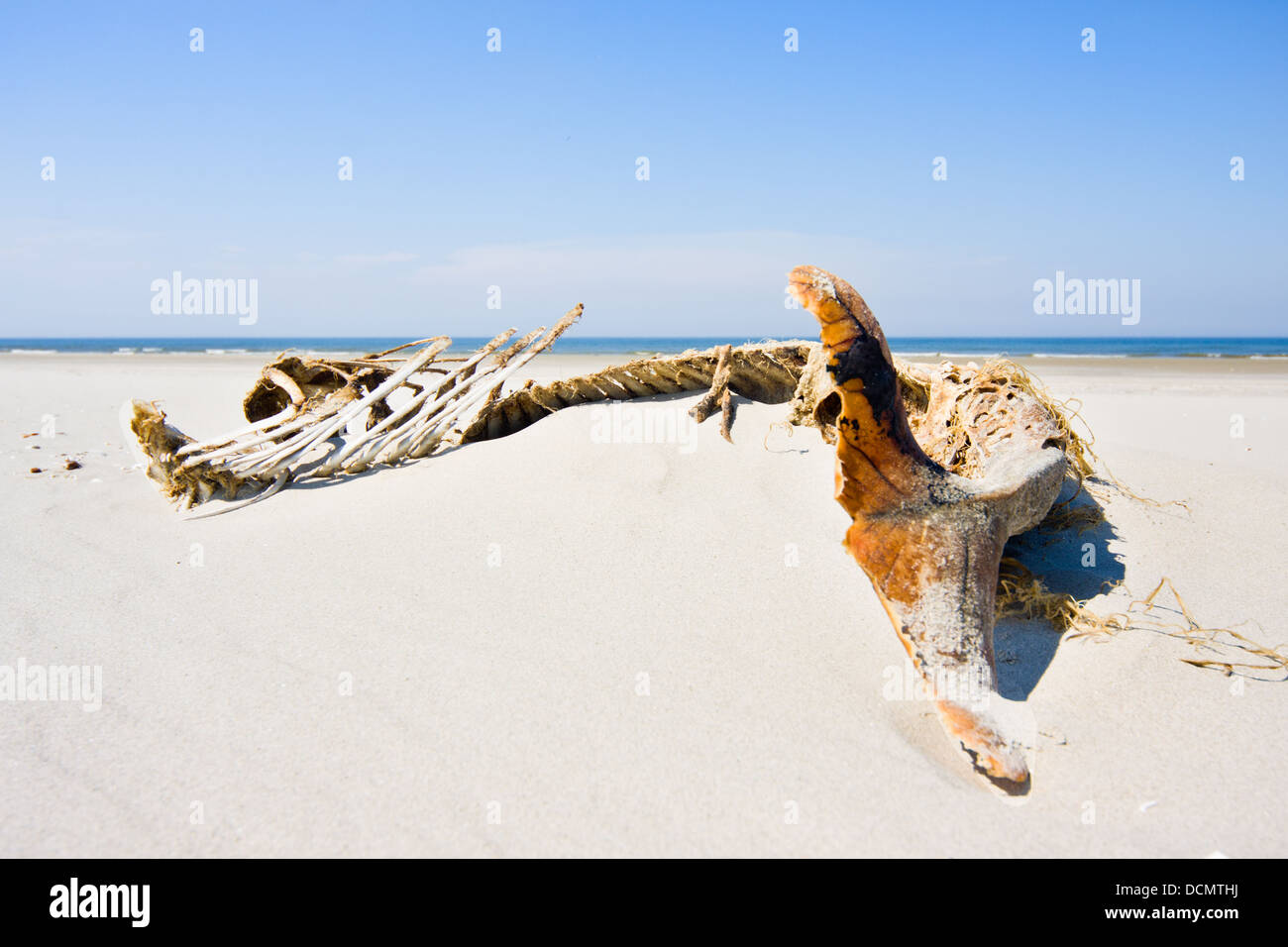Skelett eines Schweinswale am Strand angeschwemmt Stockfoto