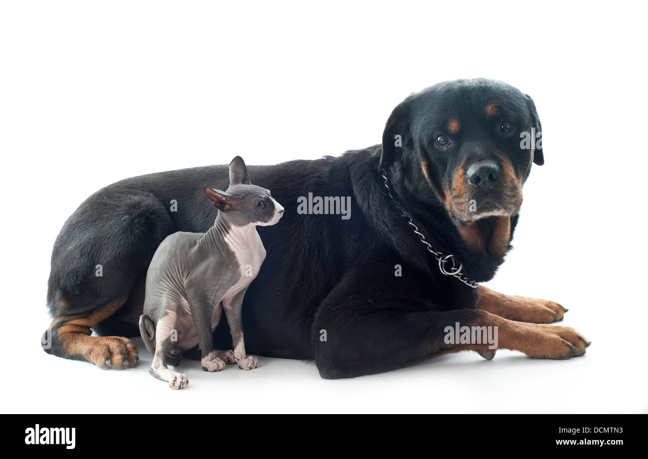 schöne reinrassige Sphynx Katze und Rottweiler vor weißem Hintergrund Stockfoto