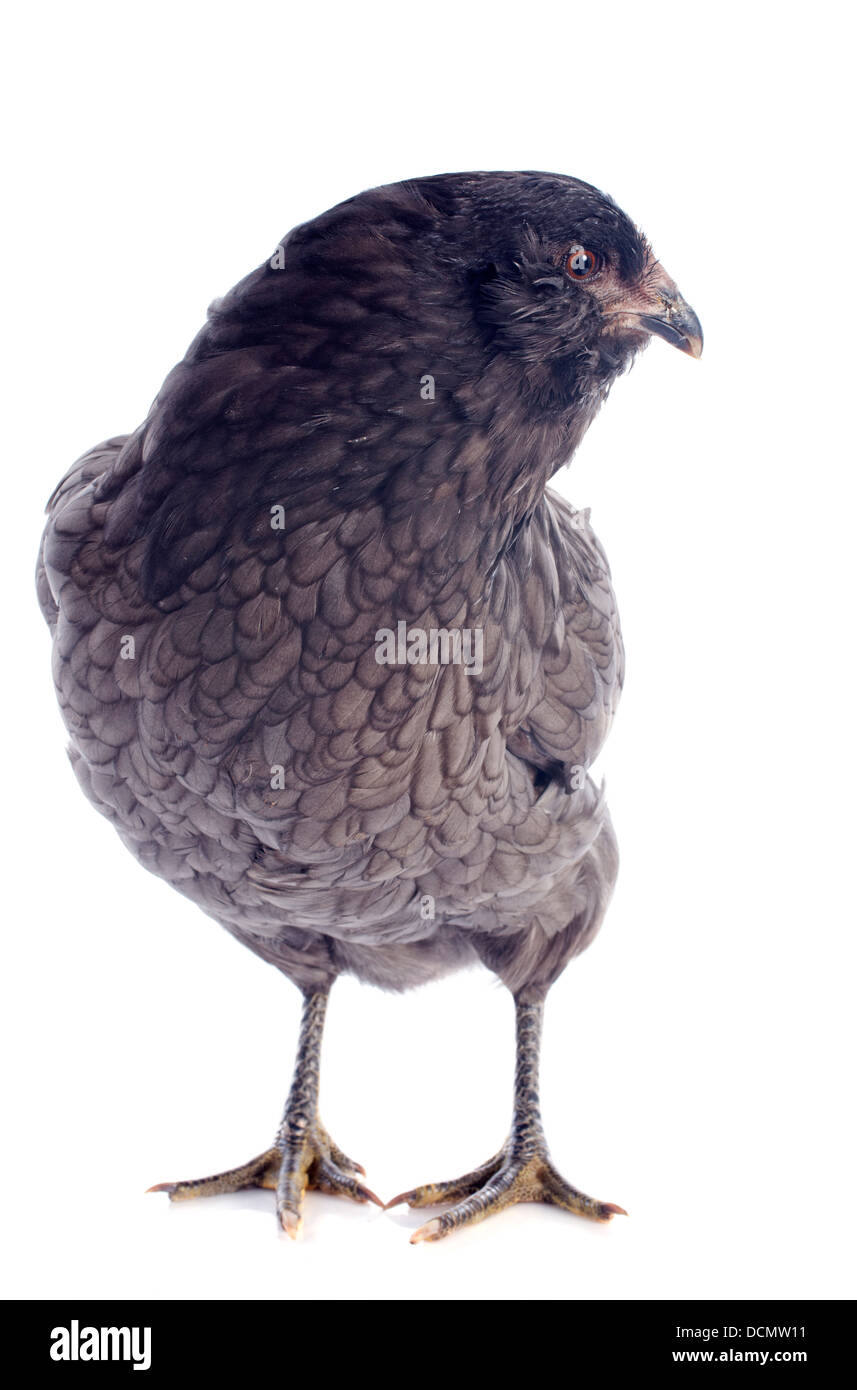 Araucana-Huhn vor weißem Hintergrund Stockfoto