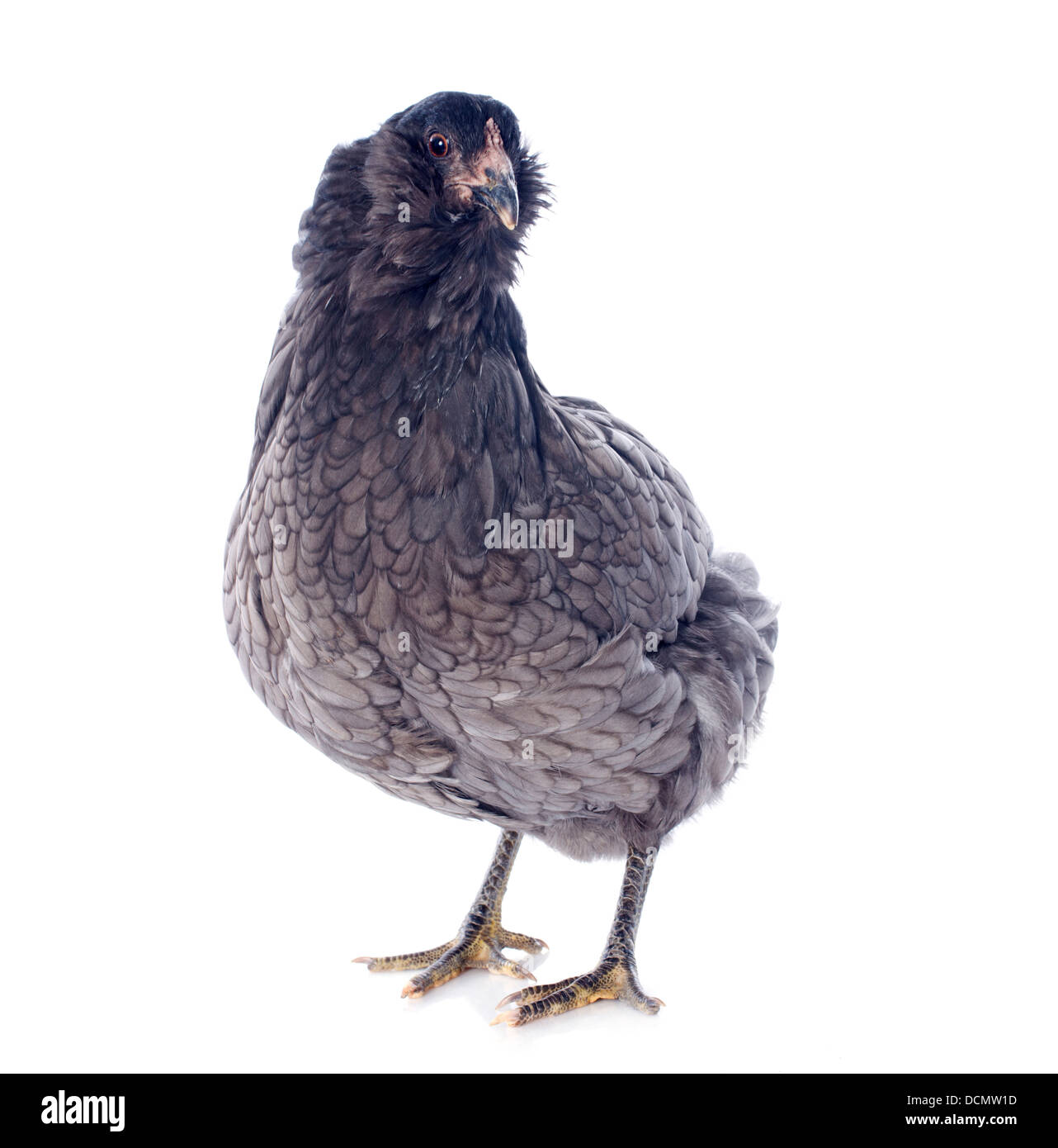 Araucana-Huhn vor weißem Hintergrund Stockfoto