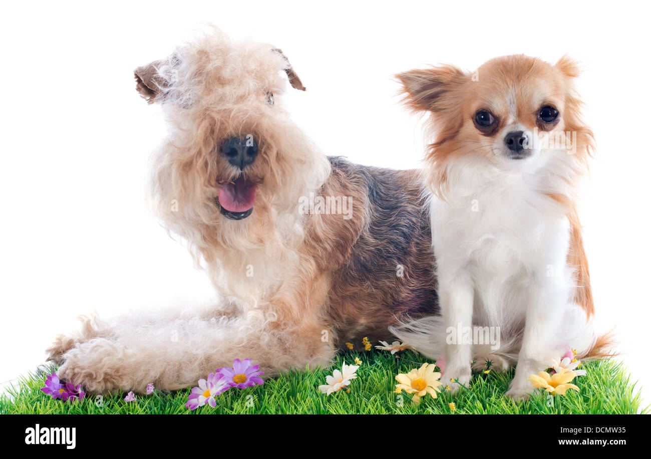 Lakeland Terrier und Chihuahua vor Whie Hintergrund Stockfoto