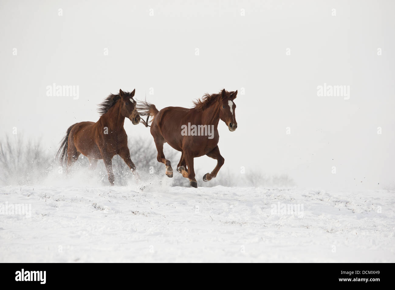 Osten bulgarische arabische Shagya Pferd frei Schnee winter Stockfoto