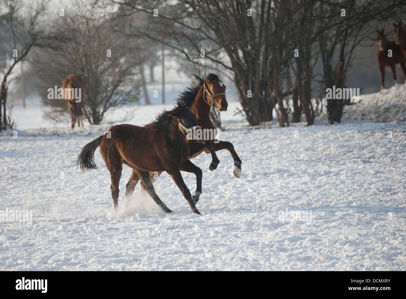 Osten bulgarische arabische Shagya Pferd frei Schnee winter Stockfoto