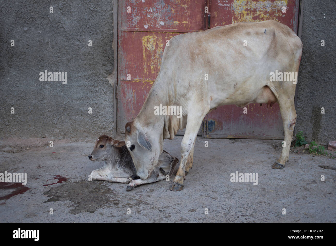 Kuh und Neugeborenen Kalb auf der Straße - Jodhpur, Rajashtan, Indien Stockfoto