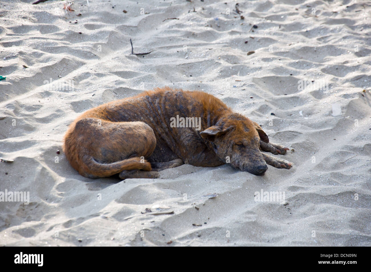 Kranken Hund schlafen am Strand Stockfoto