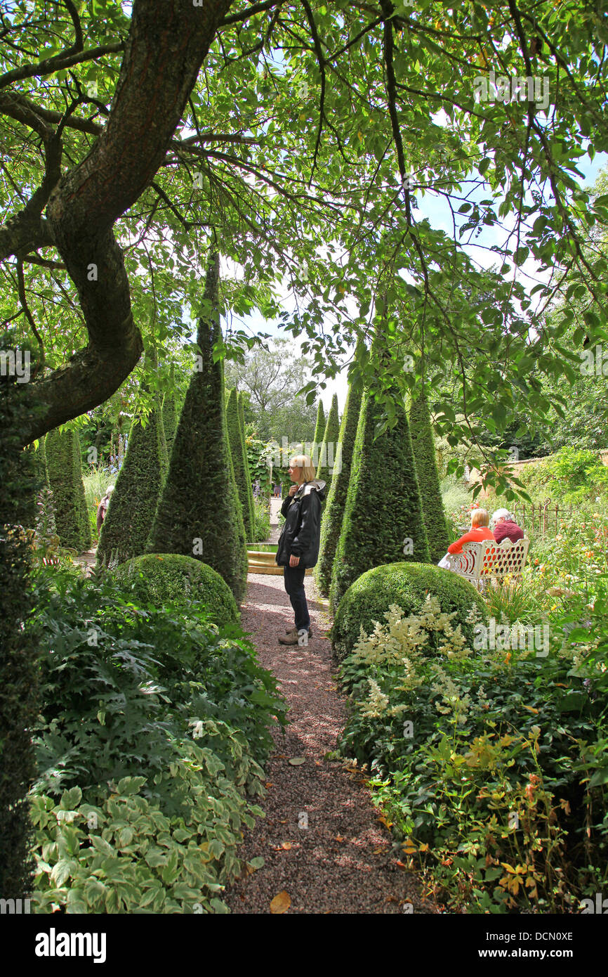 Abgeschnitten eibe Turmspitzen der Eibe Spaziergang bei Wollerton alte Halle Gärten garten Wollerton Market Drayton Shropshire England Großbritannien Stockfoto