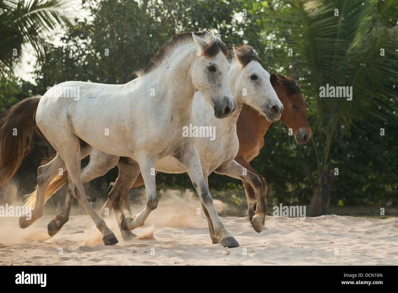 Kambodscha Pony kambodschanischen Pferd Asien Tier niedlich Stockfoto