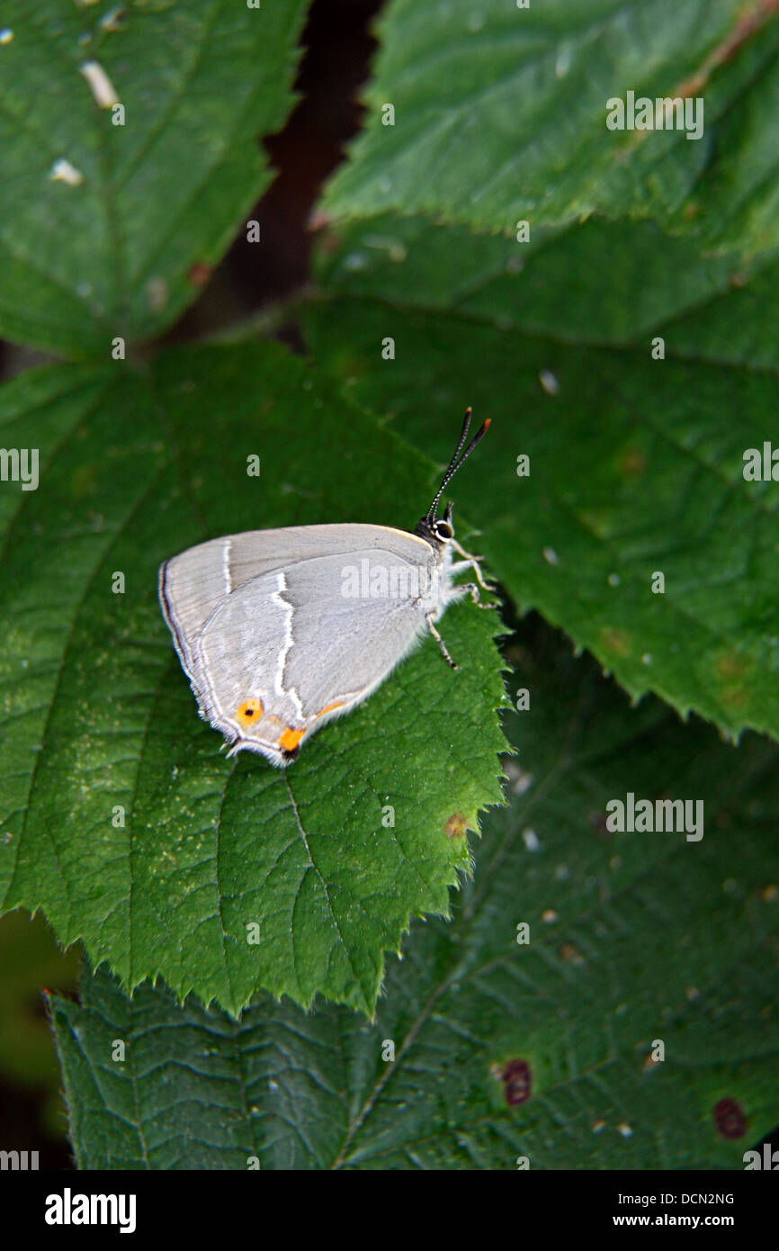 Weiße Buchstaben Zipfelfalter Schmetterling ruht auf Bramble Blatt Stockfoto