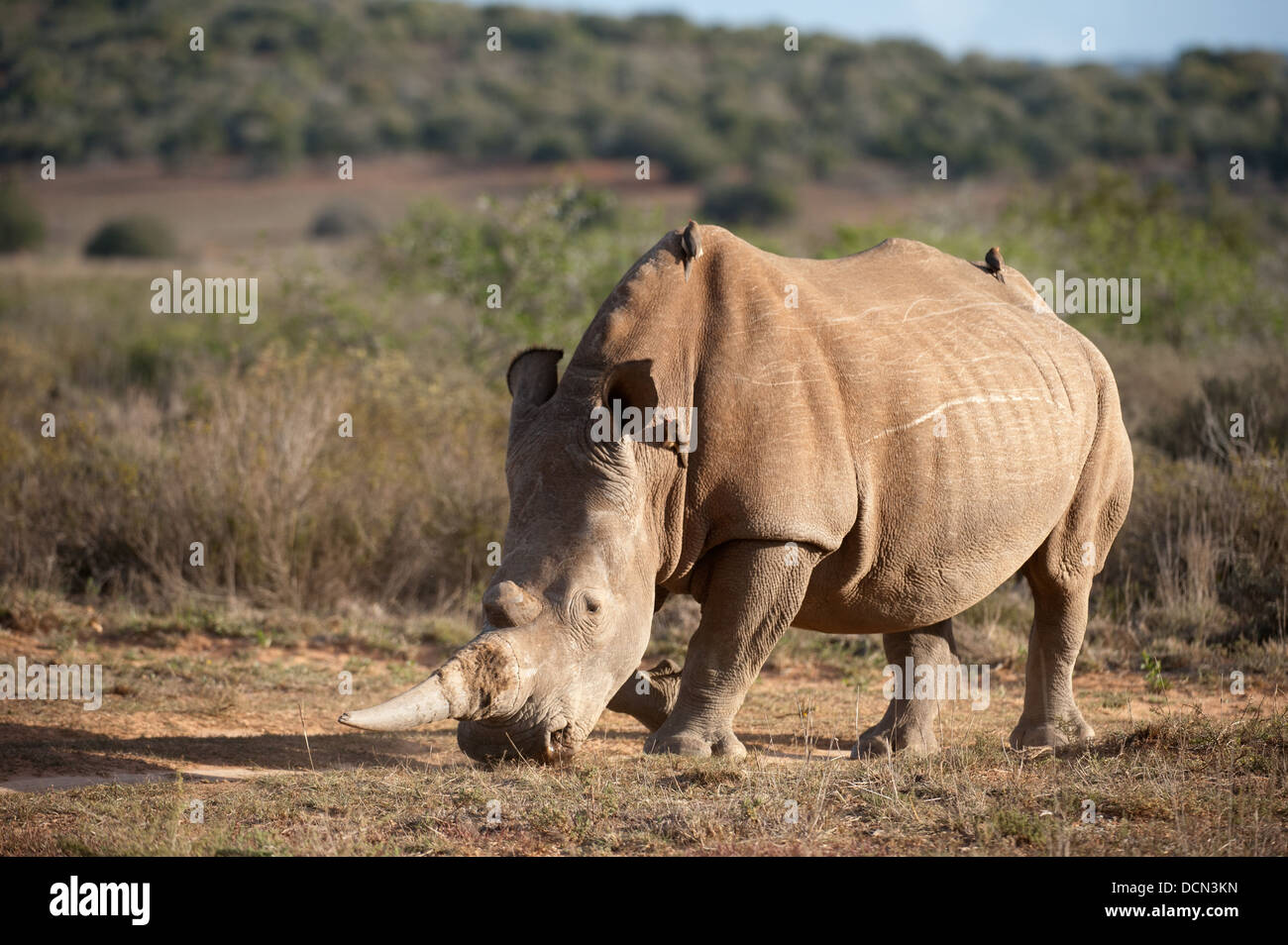 Weißer Rhinoceros (Ceratotherium Simum), Shamwari Game Reserve, Eastern Cape, Südafrika Stockfoto