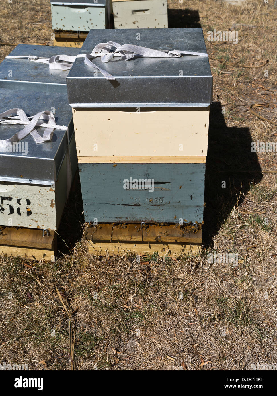Dh WAIRARAPA NEUSEELAND Honig Bienen Bienen boxen Bienenvölker Stockfoto