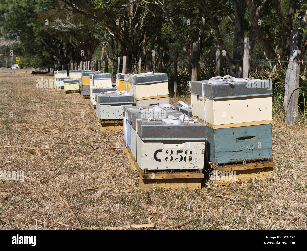 dh Bienenstöcke im Feld WAIRARAPA NEUSEELAND NZ Honigbiene Bienenstock Bienenstock Bienen hive Boxen draußen Stockfoto