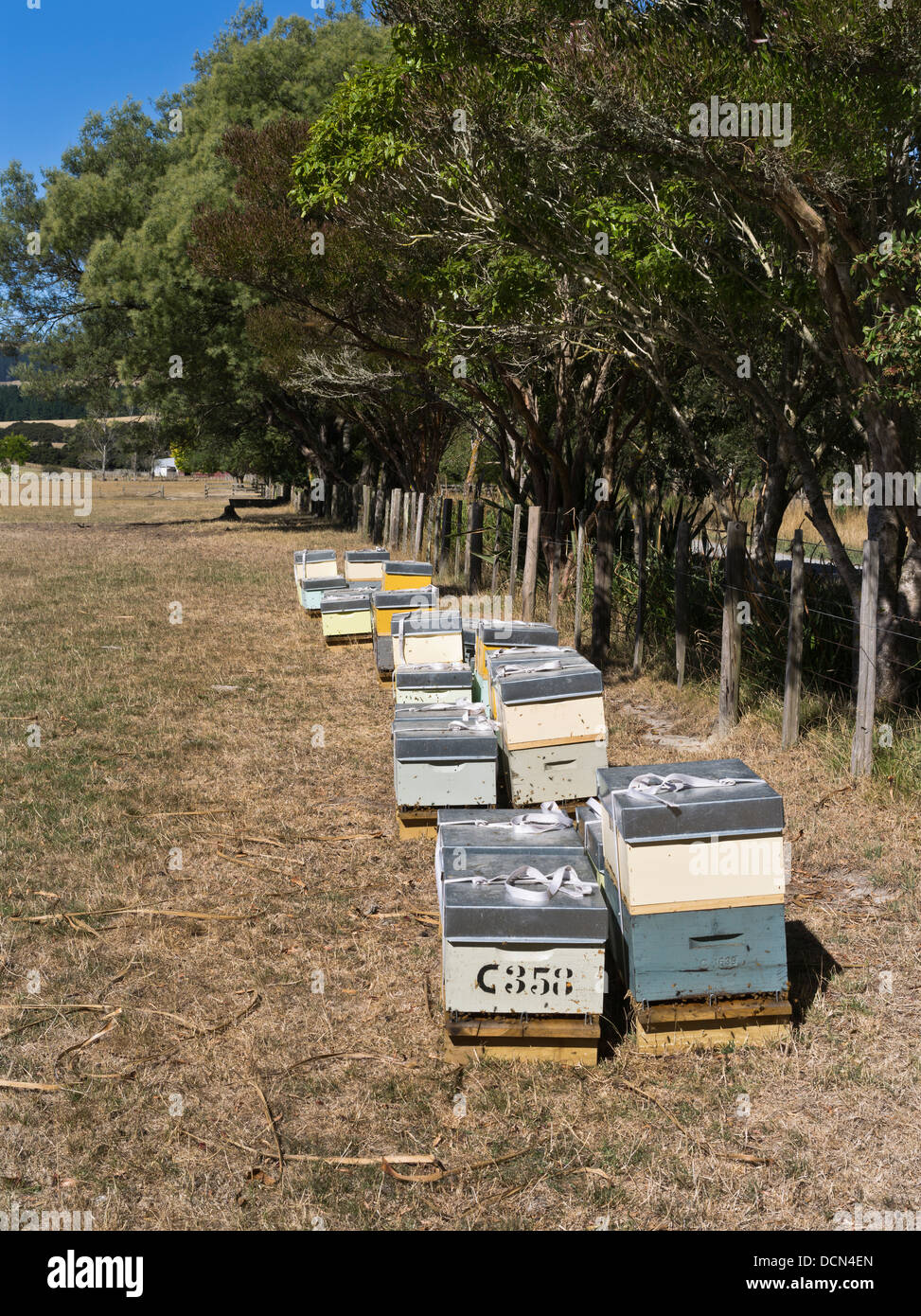 dh Bienenstöcke im Feld WAIRARAPA NEUSEELAND Bienenstöcke Wairarapa Honigbienenbienen Stockfoto