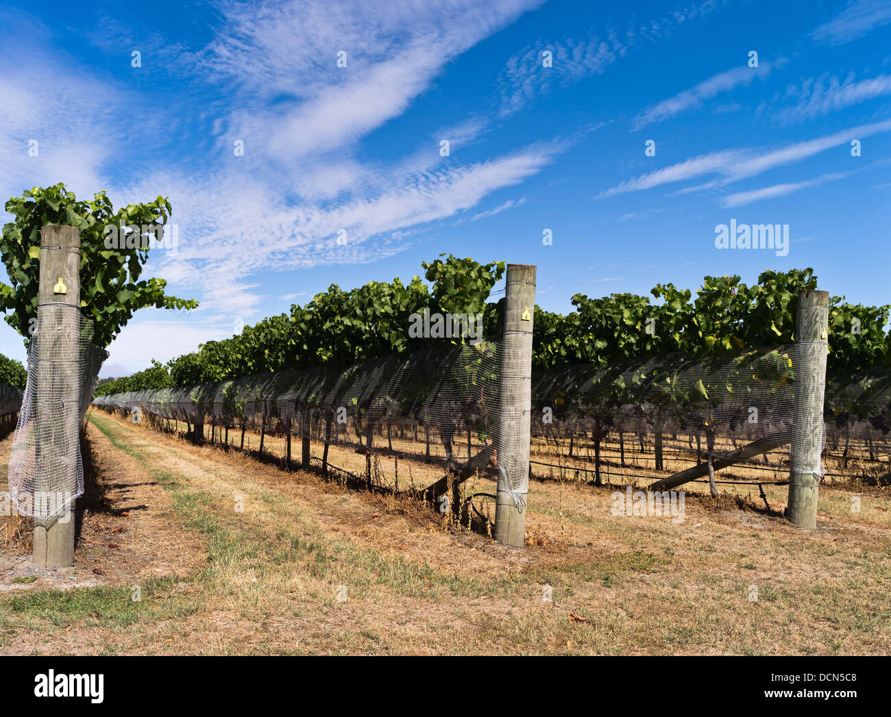 Dh Martinborough NEUSEELAND WAIRARAPA Weinbergen Wein Weinberg Reben Trauben Rebsorten Blauer Himmel Stockfoto