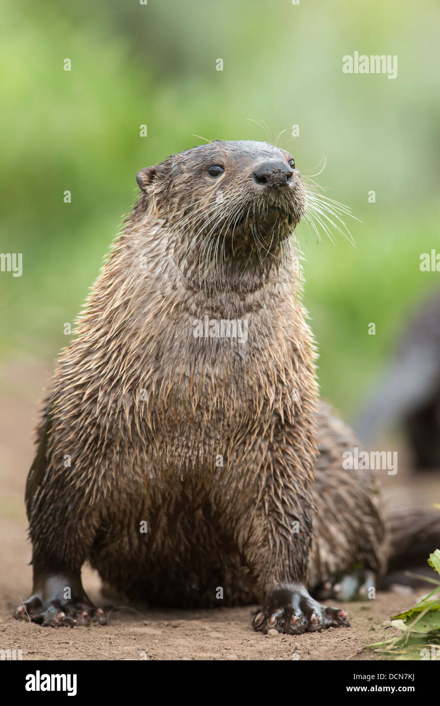 Eine weibliche nördlichen Fischotter (Lontra Canadensis), Northern Rockies Stockfoto