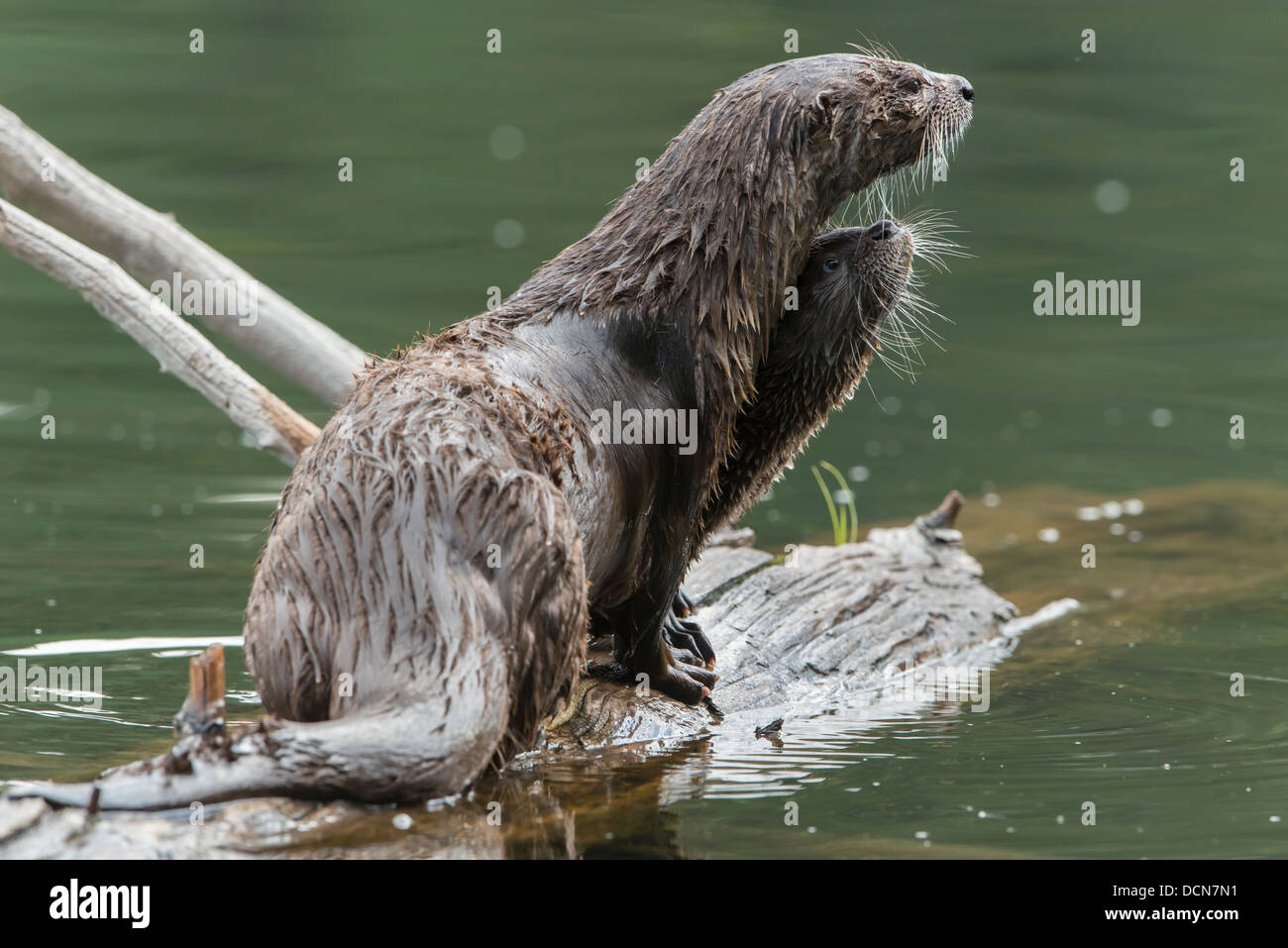 Eine nördliche Fluss Fischotter (Lontra Canadensis) Mutter mit ihren Welpen, Northern Rockies Stockfoto
