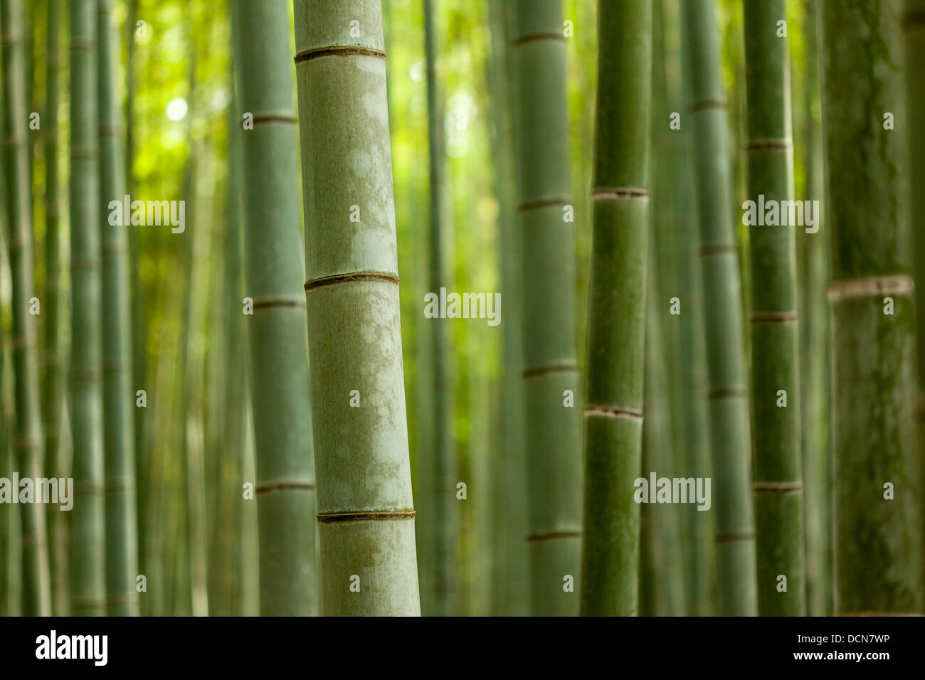 Nahaufnahme von dicken Bambus Stiele in einem Reifen Wald. Stockfoto