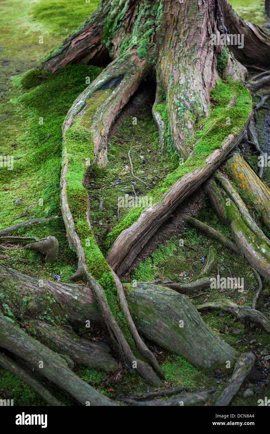 Wurzeln eines alten Baumes in Moos bedeckt. Stockfoto