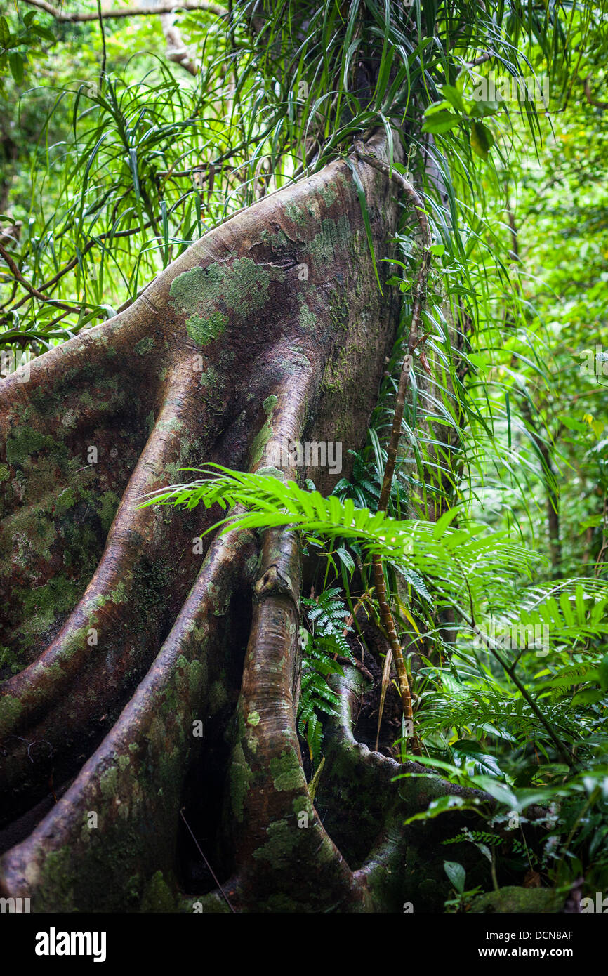 Wurzeln auf einem Baum in einem tropischen Regenwald, auch bekannt als Stelzenläufer oder Prop Wurzeln zu stützen. Stockfoto