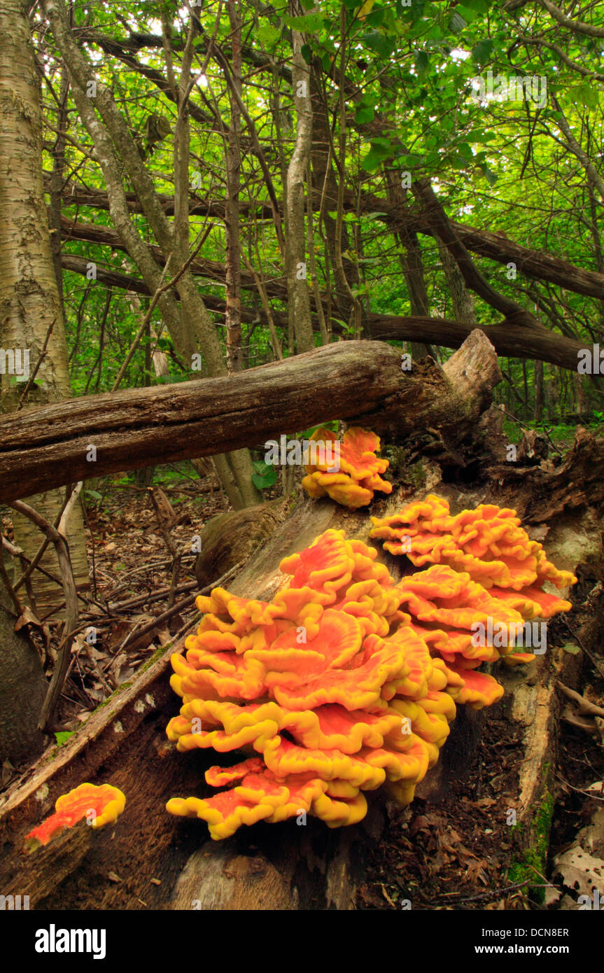 Pilz auf Baum, HawksbillTrail, Shenandoah-Nationalpark, Virginia, USA Stockfoto