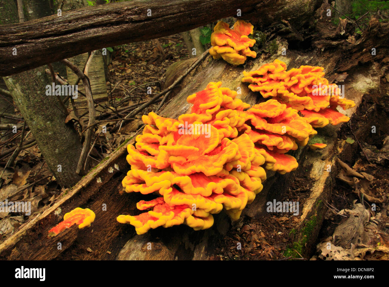 Pilz auf Baum, HawksbillTrail, Shenandoah-Nationalpark, Virginia, USA Stockfoto