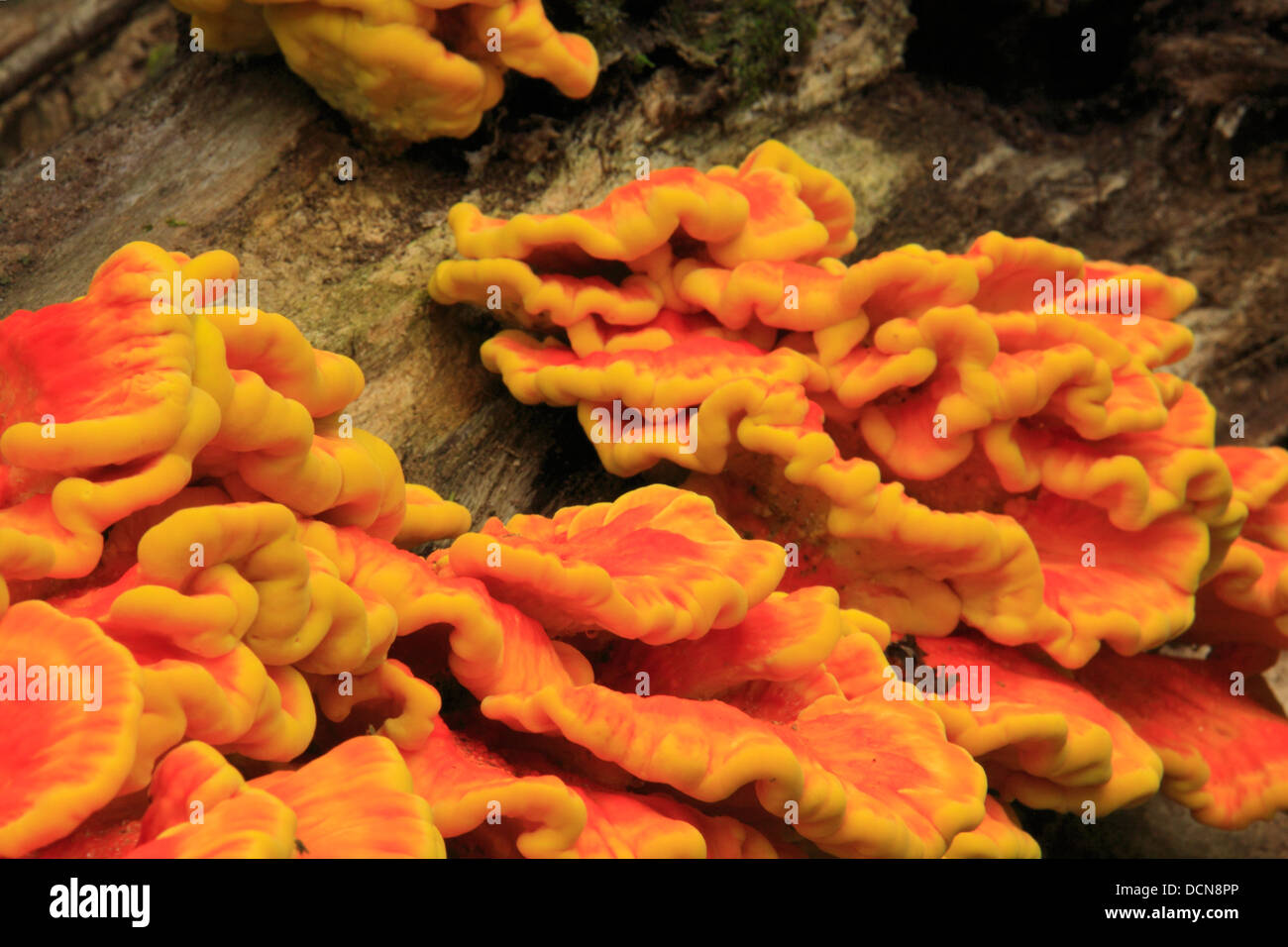 Pilz auf Baum, HawksbillTrail, Shenandoah-Nationalpark, Virginia, USA Stockfoto