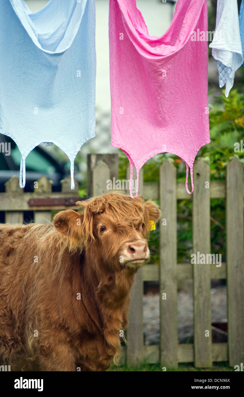 Highland Kuh und Kleidung trocknen auf der Wäscheleine, die Isle of Skye, Schottland, Großbritannien Stockfoto