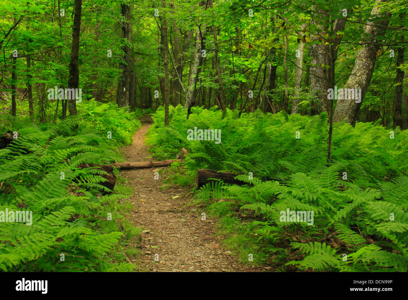 Appalachian Trail auf Hawksbill Berg, Shenandoah-Nationalpark, Virginia, USA Stockfoto