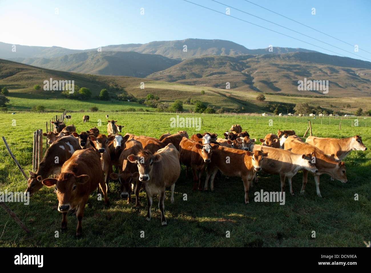 Rinderfarm in der Nähe von Swellendam, Westkap, Südafrika Stockfoto