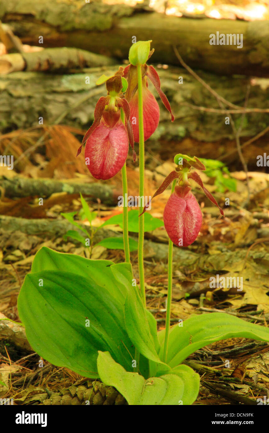Pink Lady Slipper, Dark Hollow Falls Trail, Shenandoah National Park in Virginia, USA Stockfoto