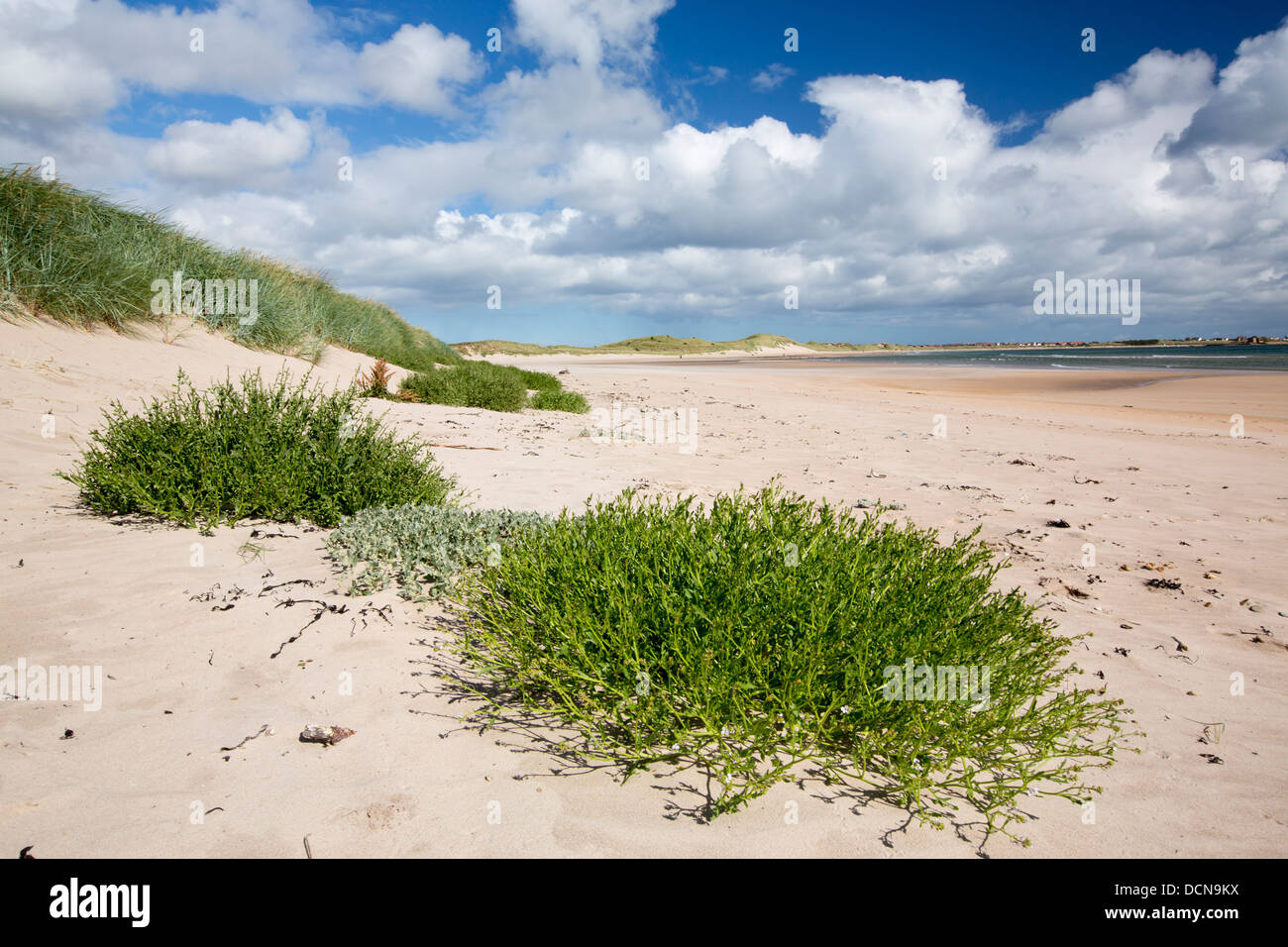 Sanddünen im Beadnell Bay in Northumberland, England. Stockfoto