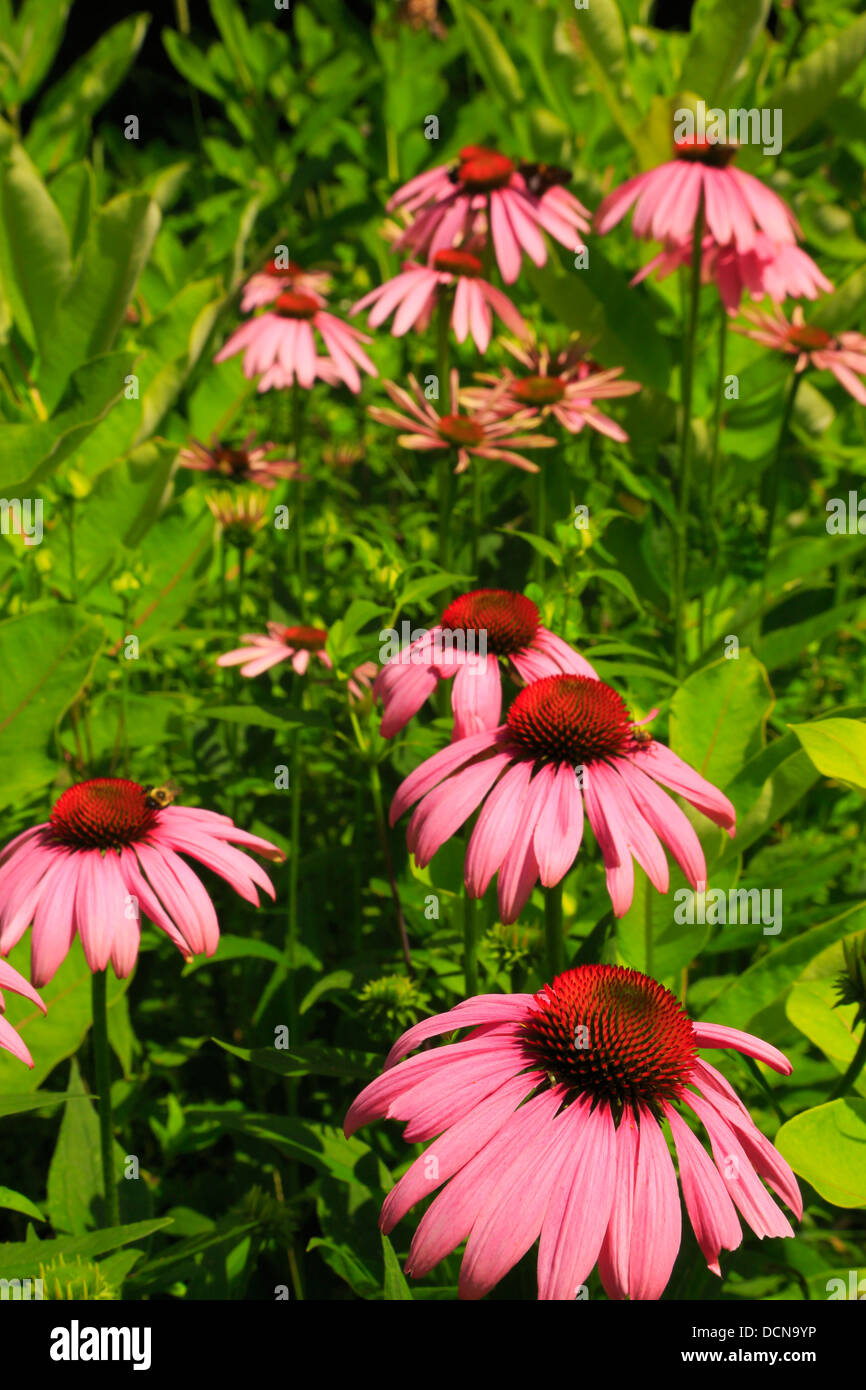 Kegel-Blumen, Shenandoah-Nationalpark, Virginia, USA Stockfoto