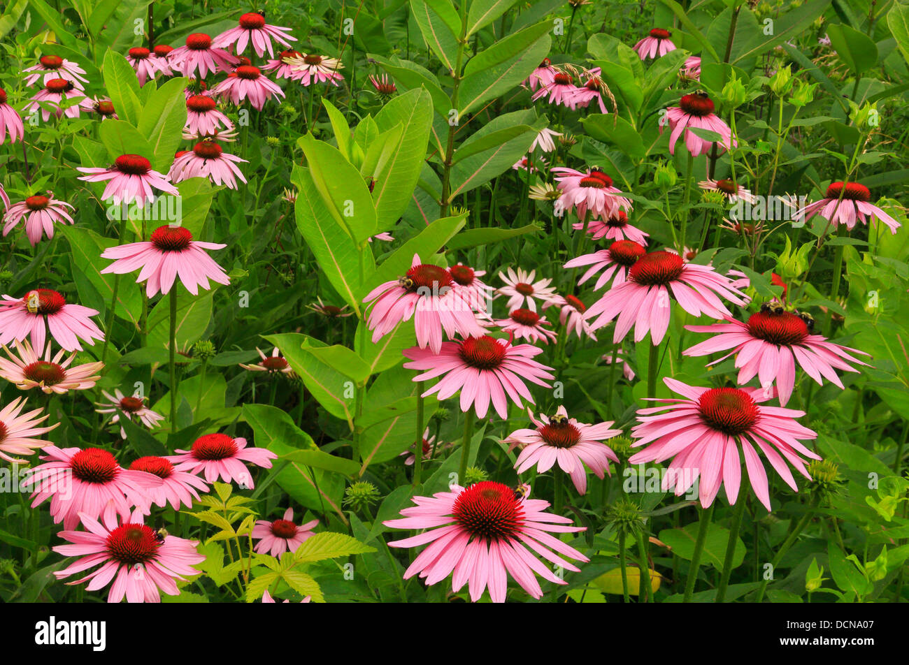 Kegel-Blumen, Shenandoah-Nationalpark, Virginia, USA Stockfoto