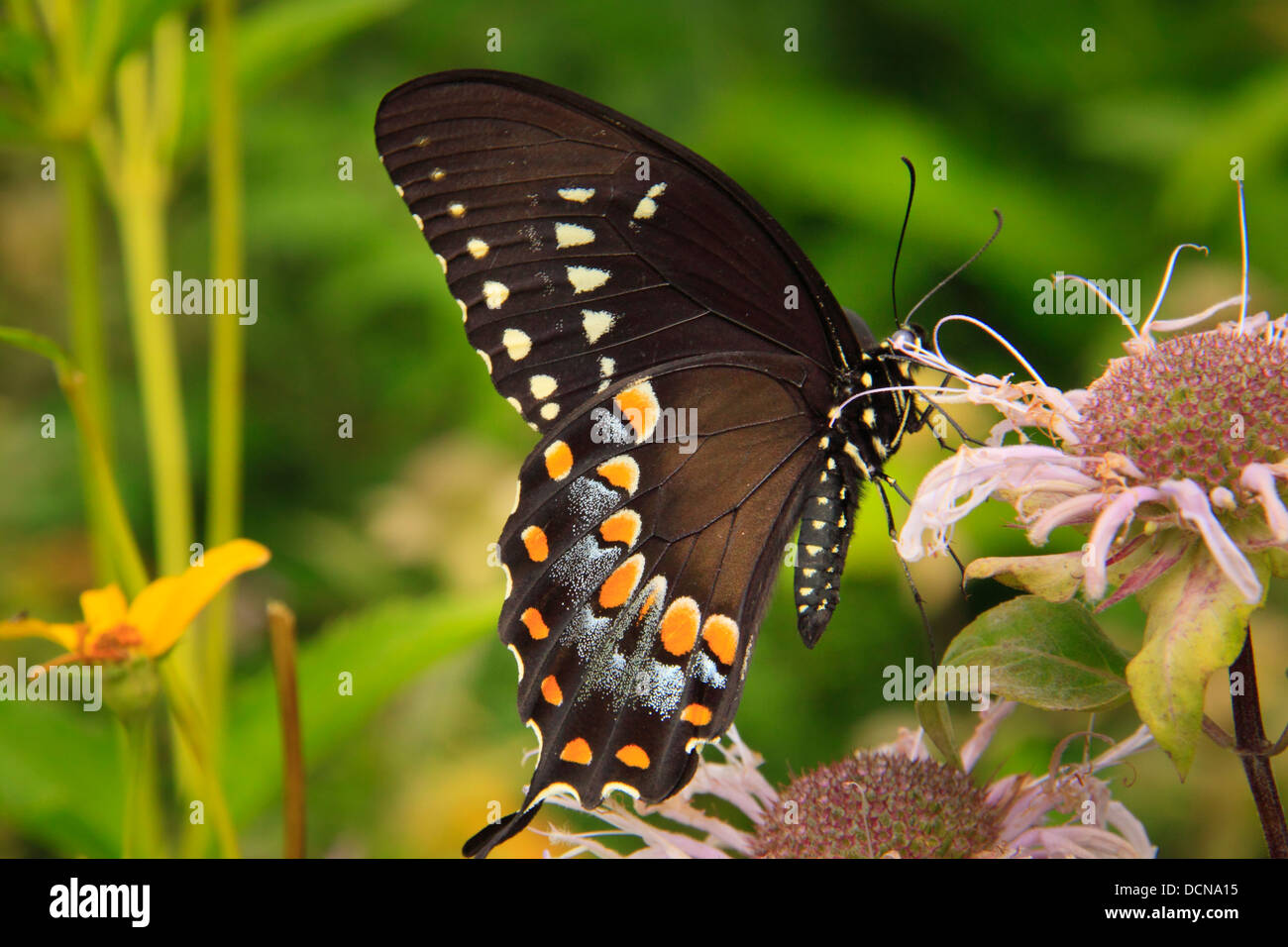 Schwalbenschwanz-Schmetterling auf Oswego Tee, in der Nähe von steinigen Mensch Berg, Shenandoah-Nationalpark, Virginia, USA Stockfoto